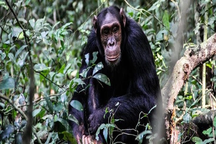 Chimpanzee