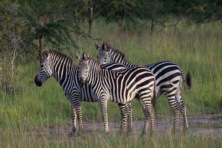 Zebras
