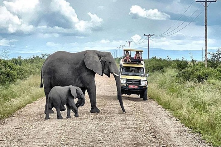baby-elephant