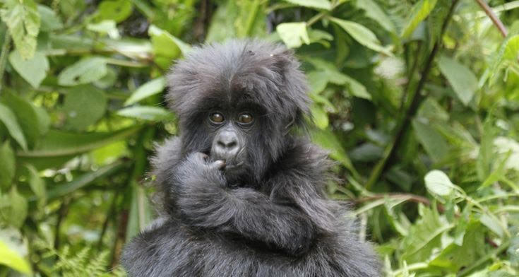 baby gorilla